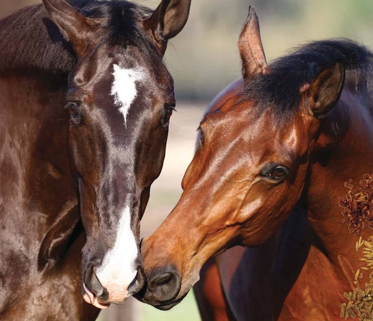 What To Do If Your Horse Won't Eat