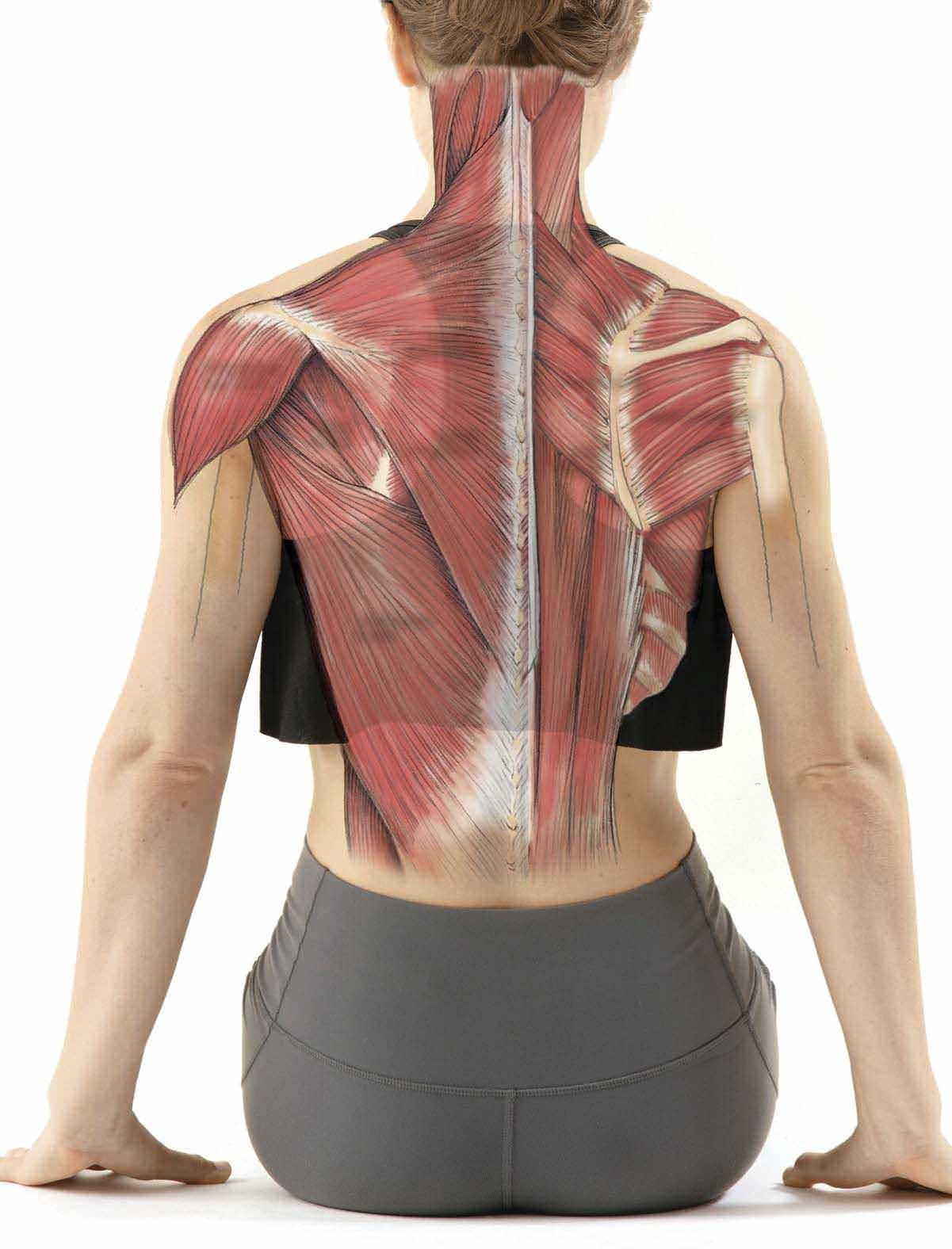 Get To Know &hellip; Your Neck Muscles