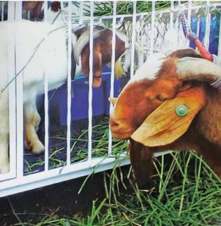 Green Methods In Goat Breeding, Sustainable Production | Agriculture ...