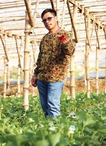 Baguio City's Peak Strawberry Picking