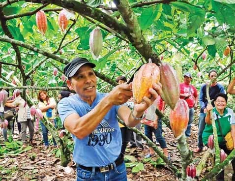 Farmers Grow Recommended Cacao Varieties Through Cpar