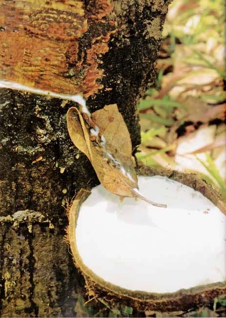 Star Of The Rubber Industry