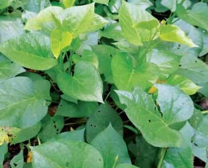 National Scientist Named A Camote After Me (Memoirs Of An Agri Journalist)