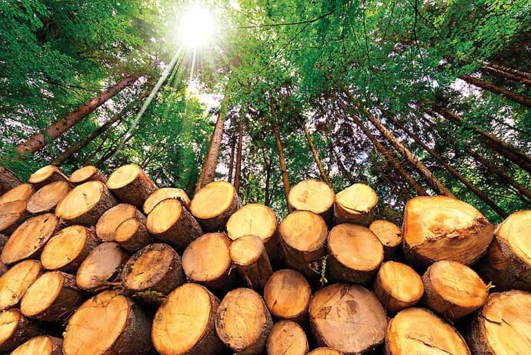 Changing The Way We Look At Cutting Trees