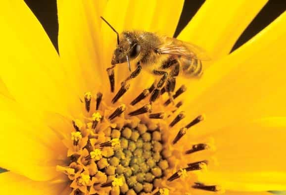 Honey Bee Colonies More Successful By Foraging On Non-Crop Fields