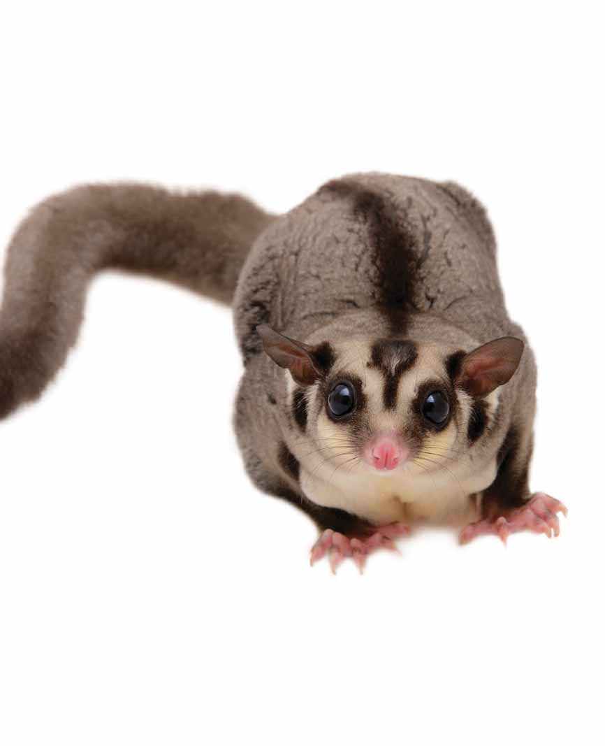 Caring For The&nbsp;Sugar Glider