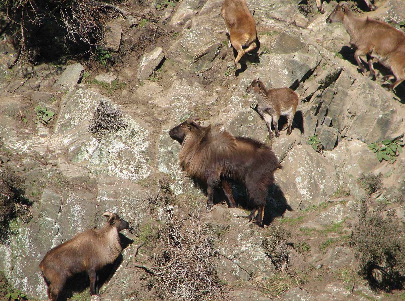 Climbing for Tahr