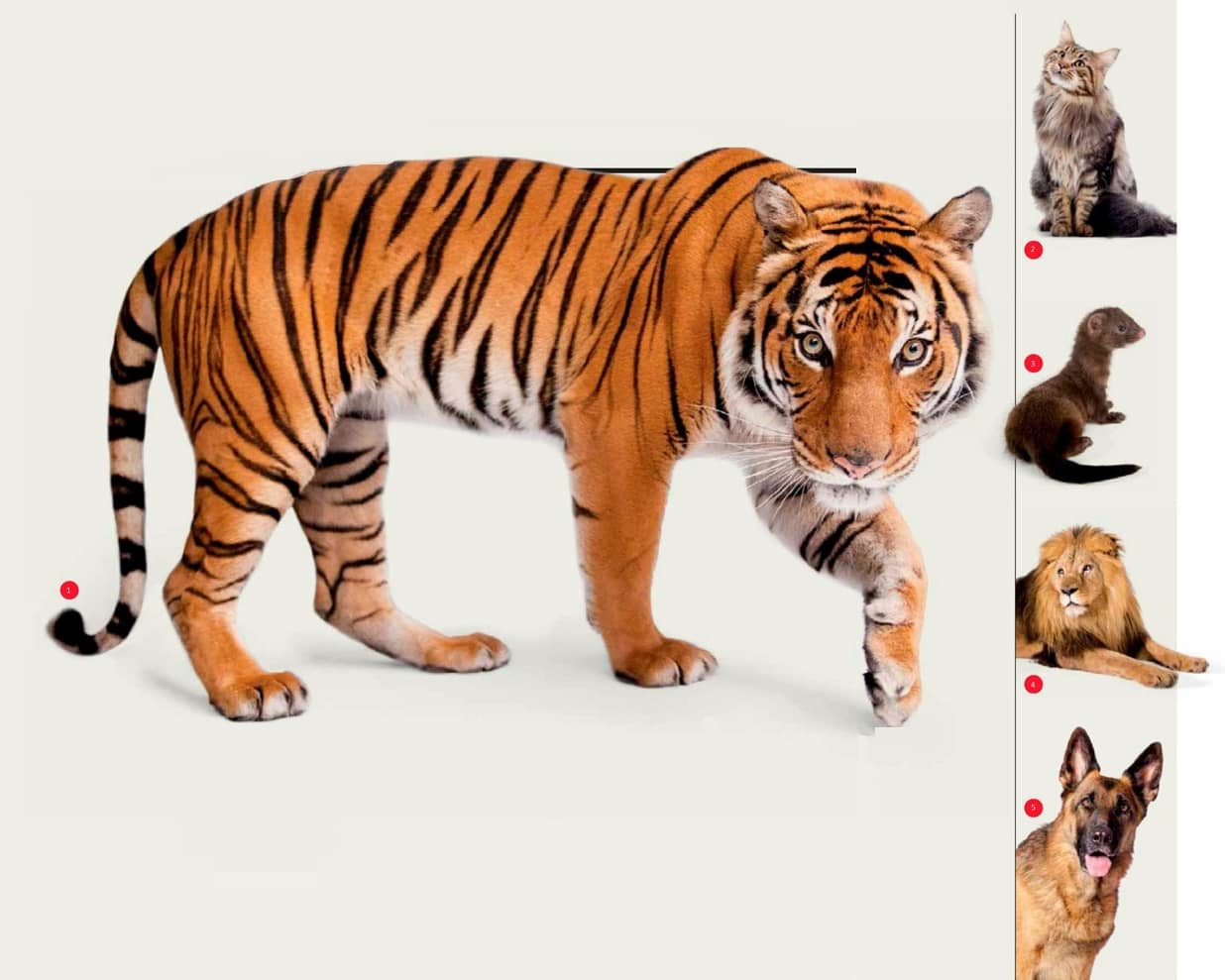 CÓMO AFECTA A LOS ANIMALES
