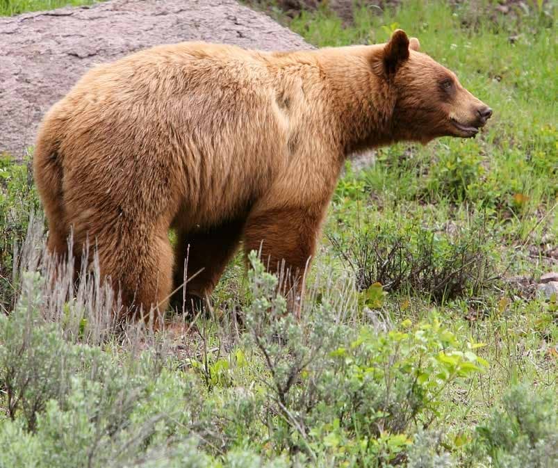 The Strategic Bear Hunter