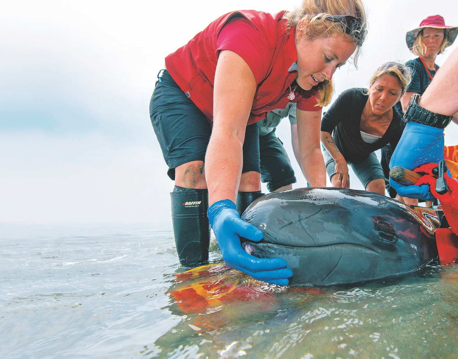 To&nbsp;Save A Whale