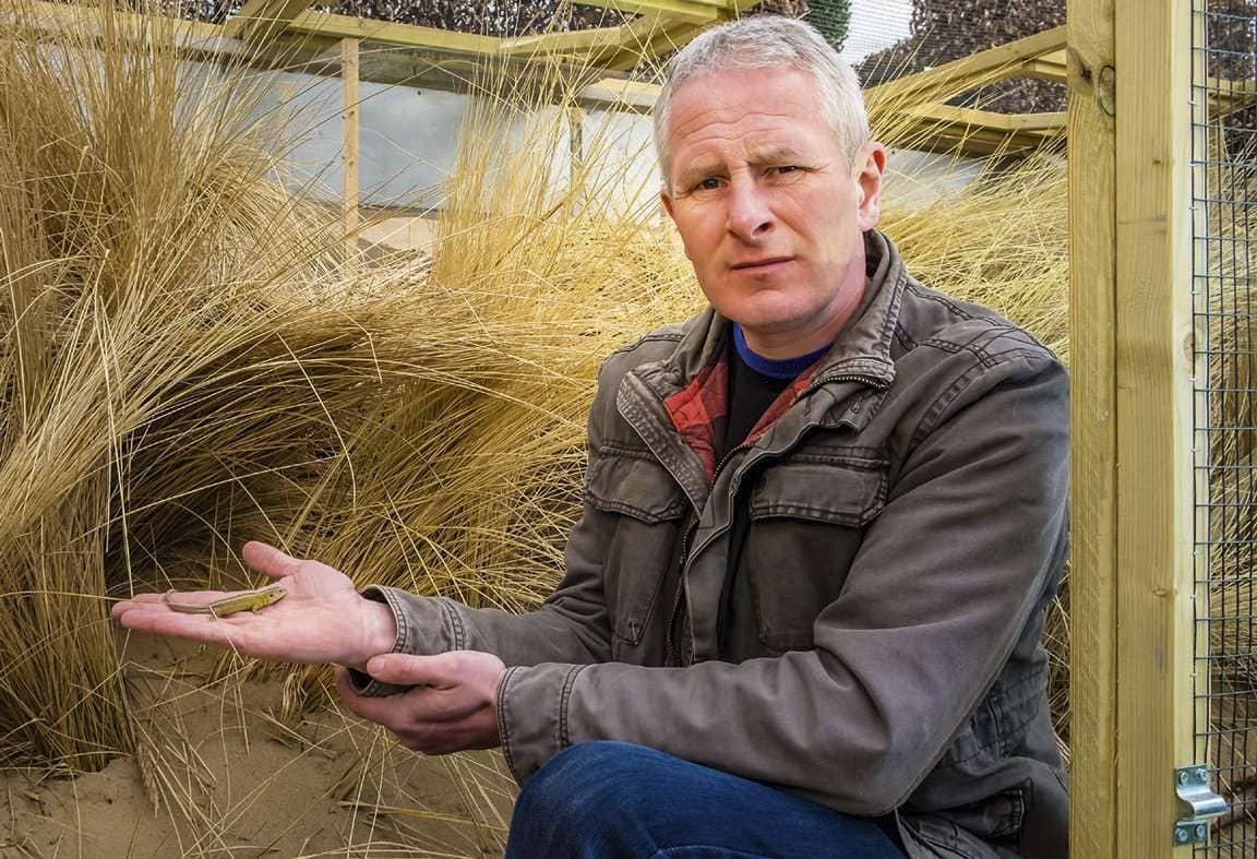 Paul Hudson Sand Lizard Reintroduction, Merseyside