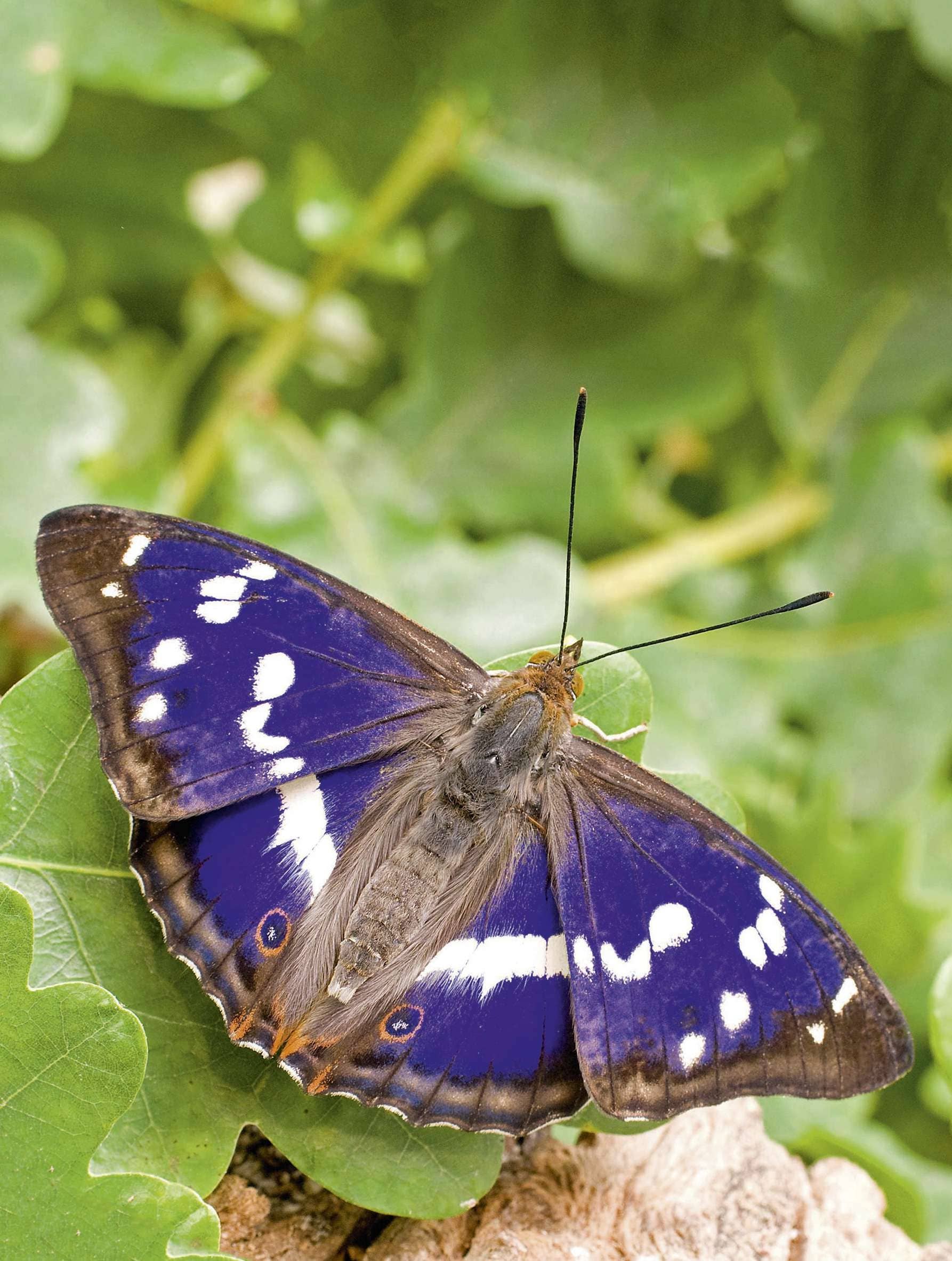 The Emperor Strikes Back