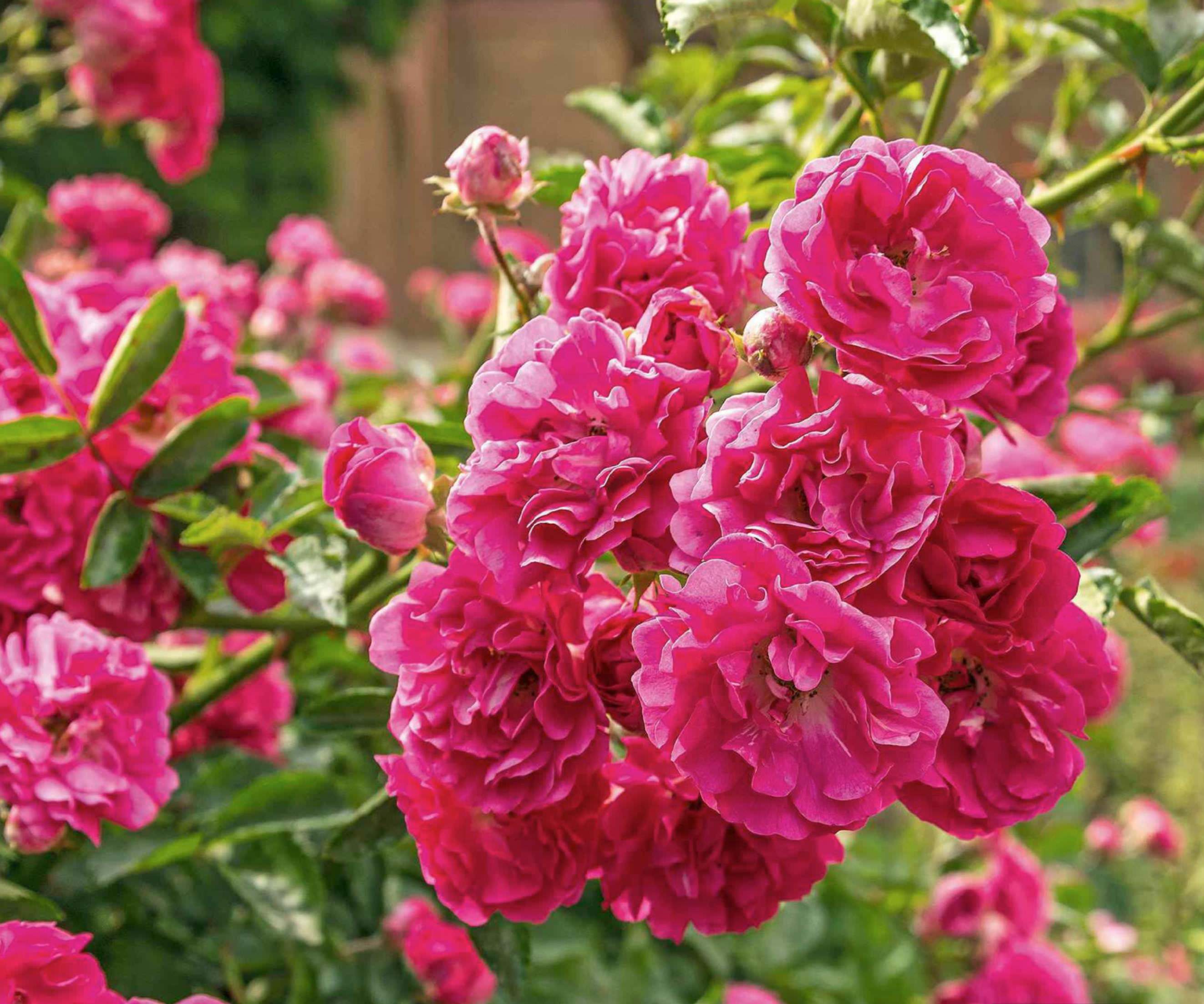Summer Ruffle Roses Summer Roses Start Here | Gardeners World - Home - Read this story on ...