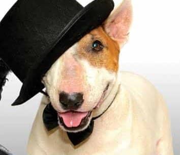 adorabull bull terrier rescue