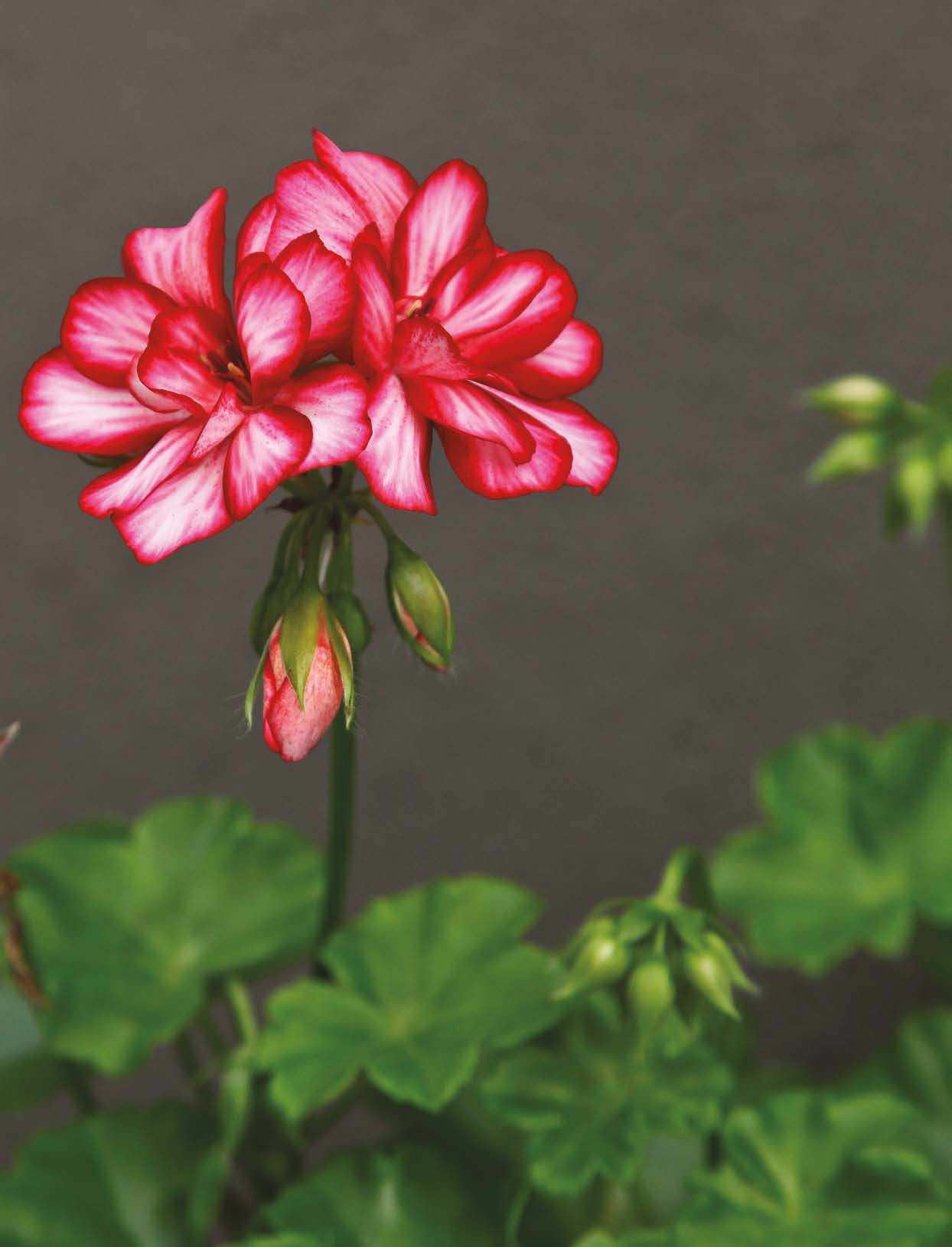 Pelargoniums