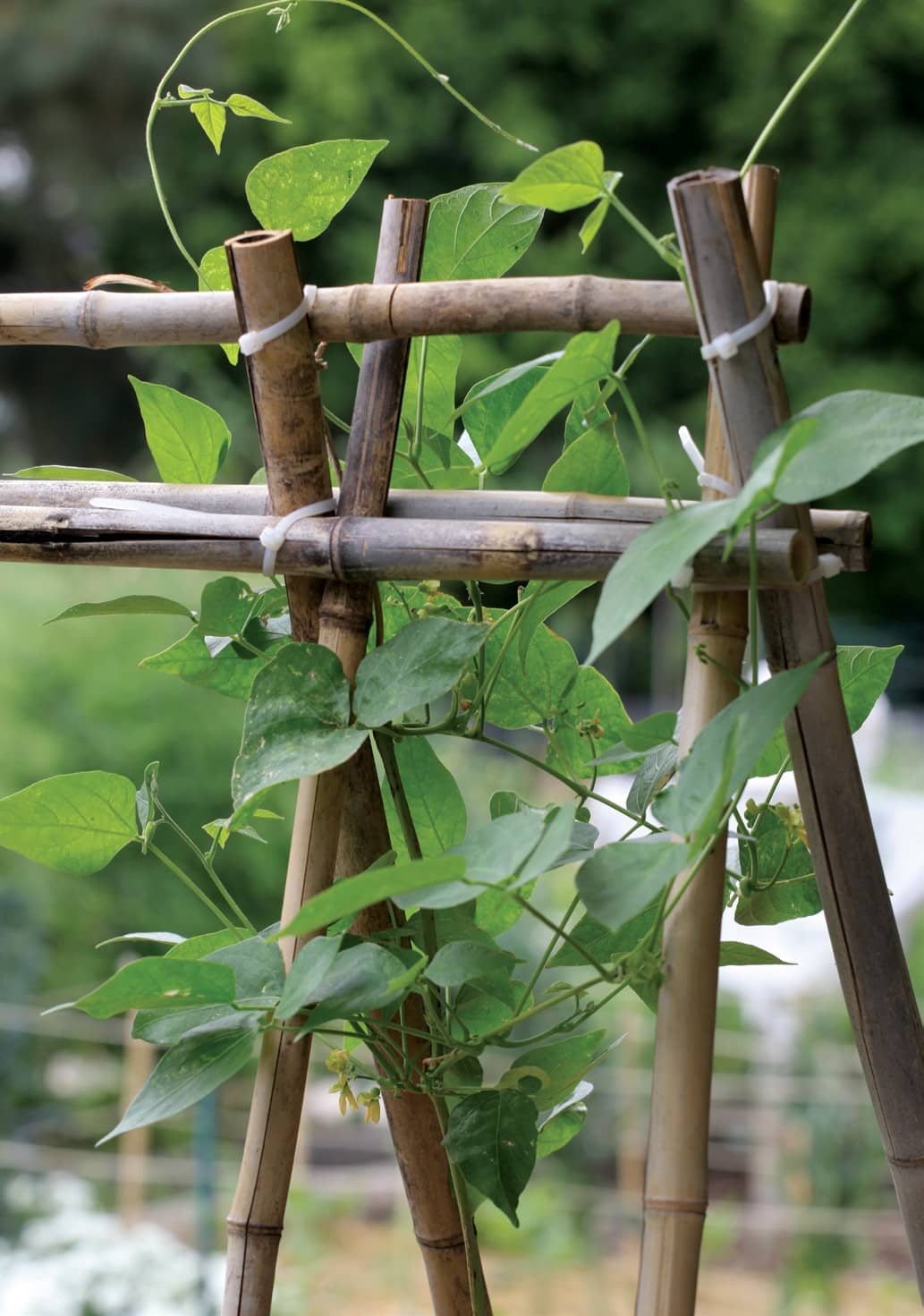 UPWARDS AND ONWARDS: vertical veggie growing