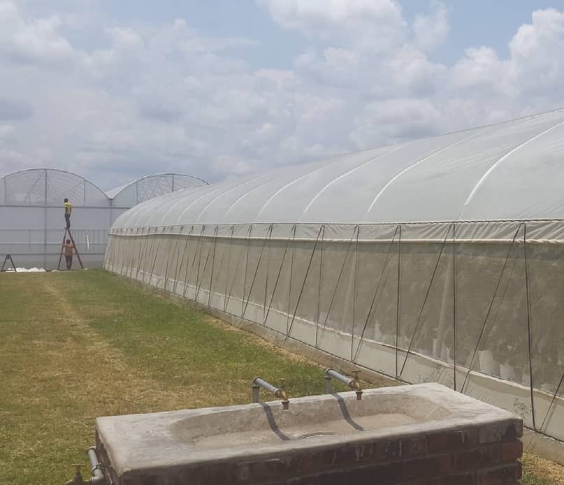 Tunnel Irrigation The Key To Success