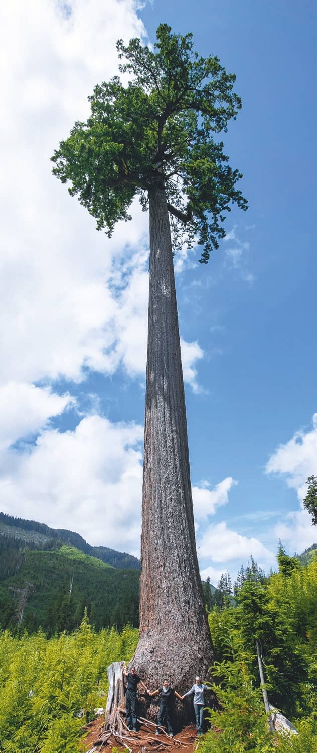 THE BIG TREES OF VANCOUVER ISLAND