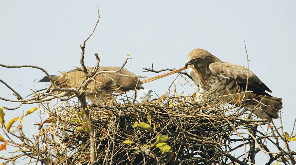 Familial Feelings - The Small World Of The Snake Eagle