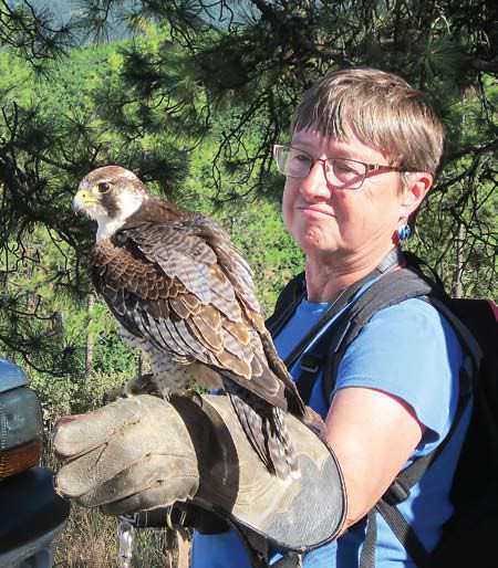 Finding A Falconer In The Foothills