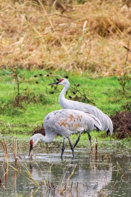 Sandhill Cranes: A life-changing experience