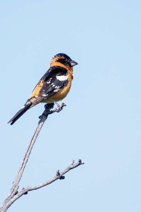 Black-headed Grosbeak &mdash; is that a drunken Robin?