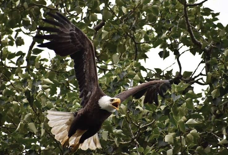 ZOOMING IN ON EAGLES